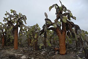 feigenkakteen